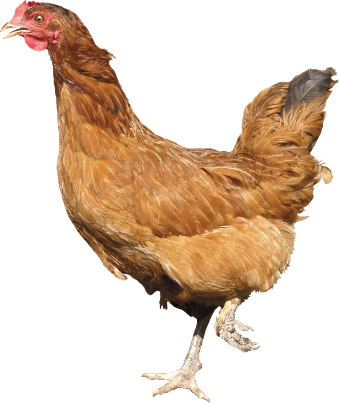 Chicken PNG image    图片编号:2172