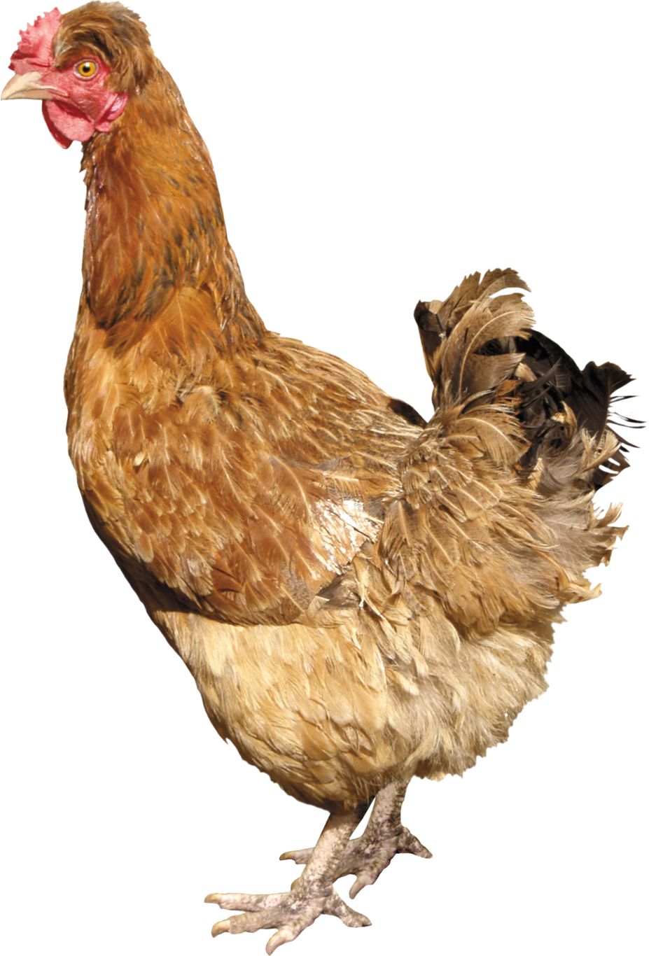 Chicken PNG image    图片编号:2173