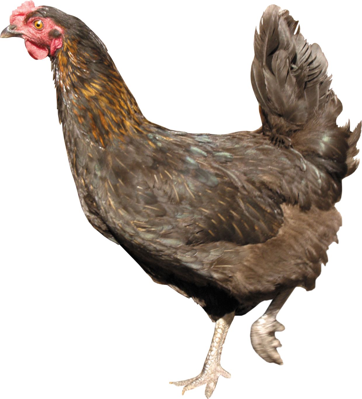 Chicken PNG image    图片编号:2174