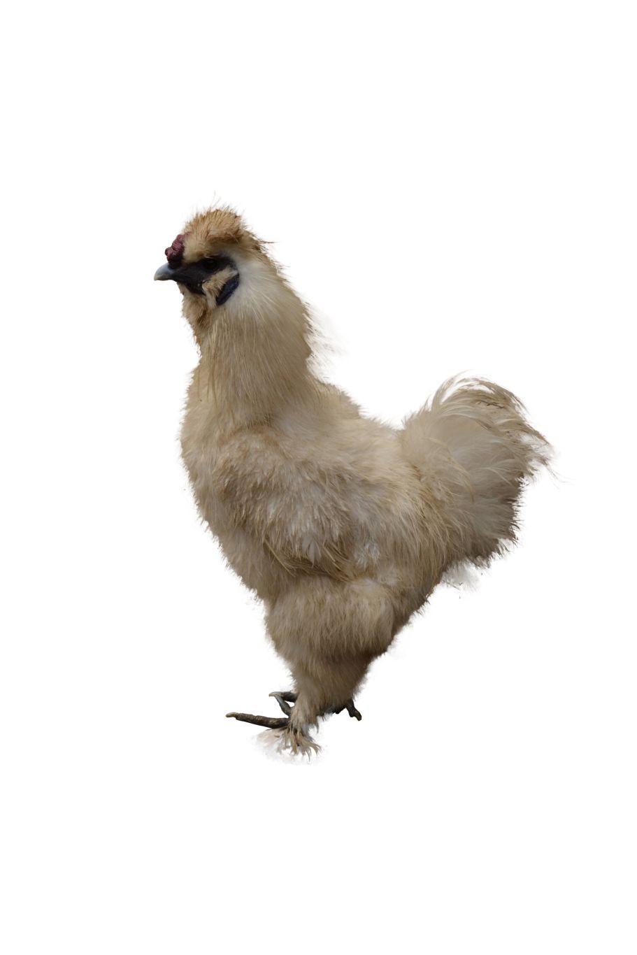 Chicken PNG image    图片编号:23606