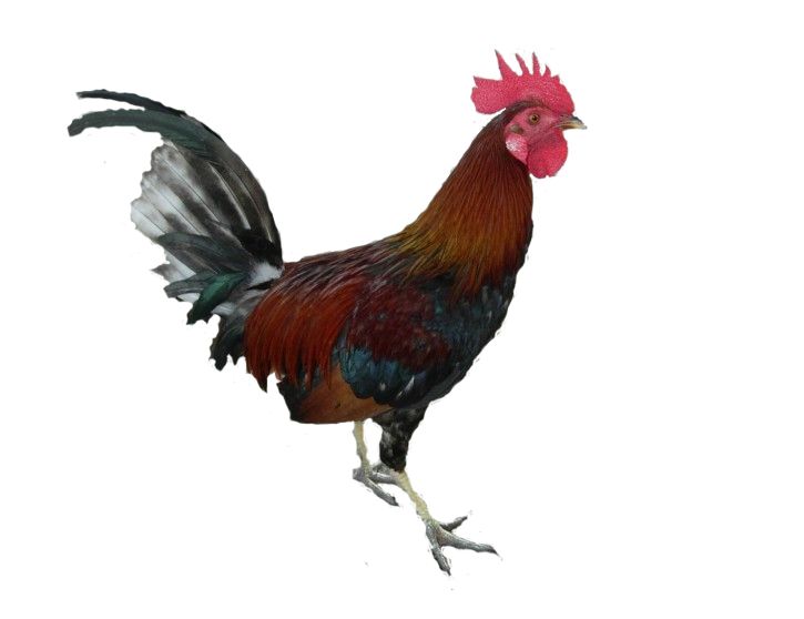 Cock PNG    图片编号:19930