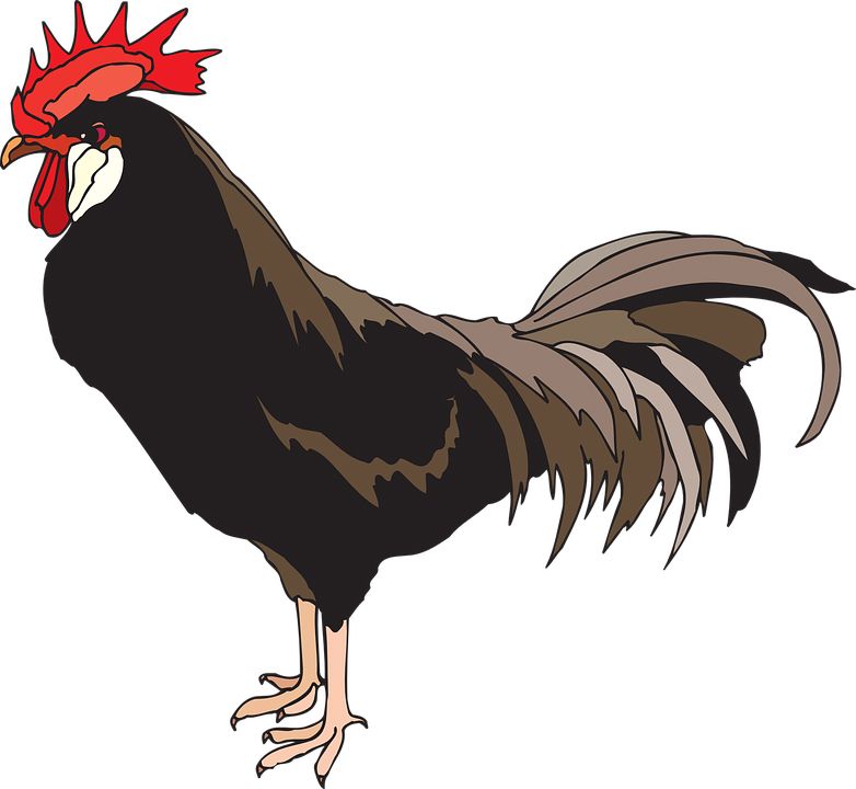 Cock PNG    图片编号:19934