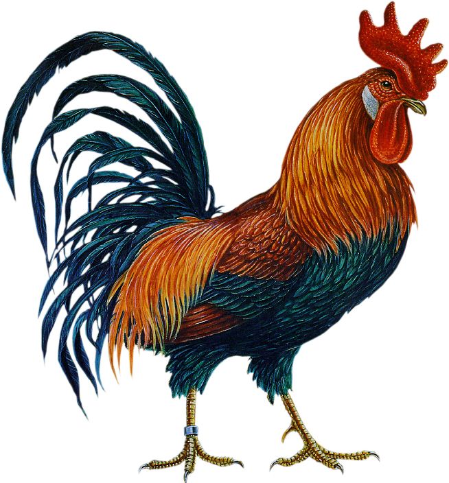 Cock PNG    图片编号:19910