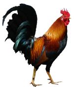 Cock PNG    图片编号:19923