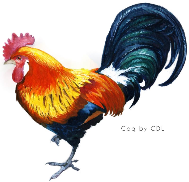 Cock PNG    图片编号:19924