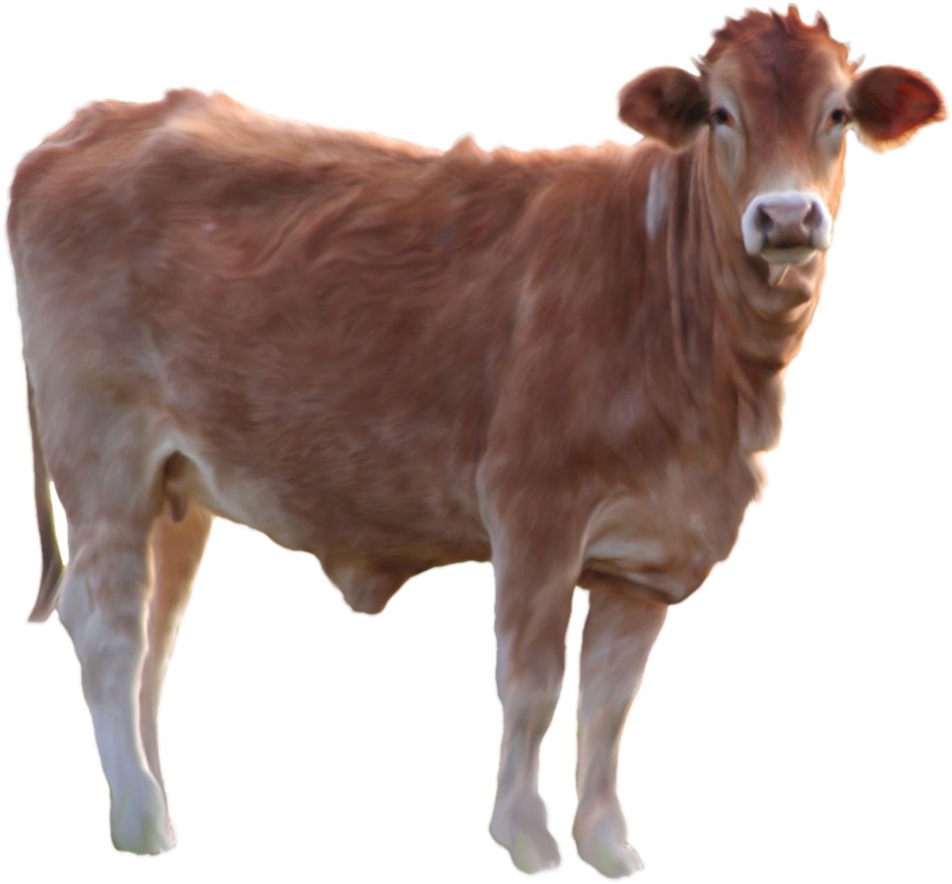 Cow PNG image    图片编号:2124