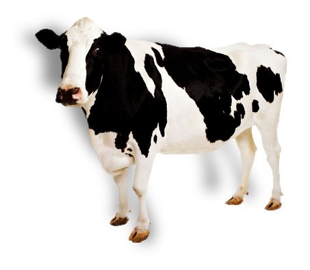Cow PNG image    图片编号:2126