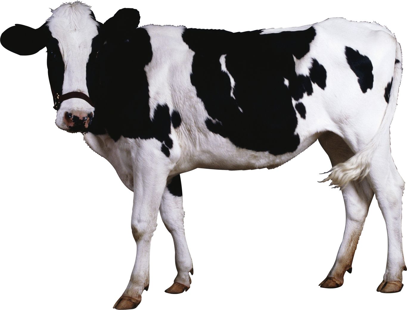 Cow PNG image    图片编号:2127