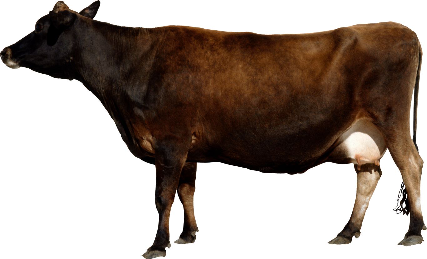 Cow PNG image    图片编号:2128