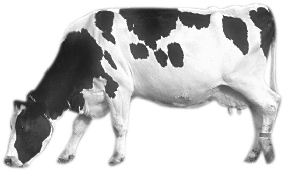 Cow PNG image    图片编号:2130