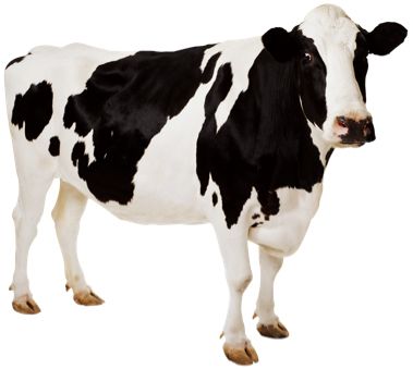 Cow PNG image    图片编号:2132