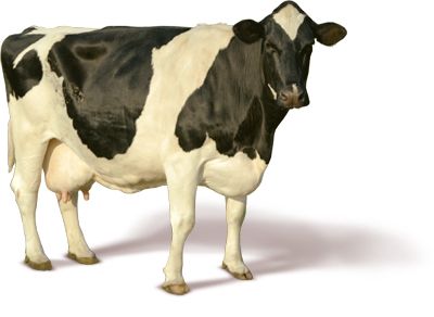 Cow PNG image    图片编号:2135