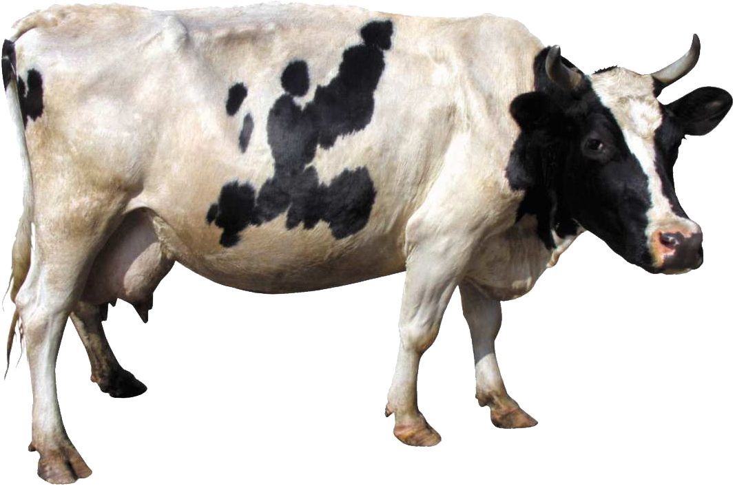 Cow PNG image    图片编号:2140