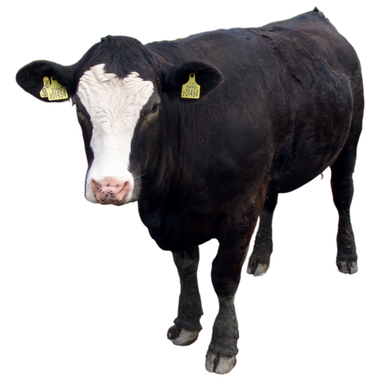 Black cow PNG image, download picture    图片编号:2142