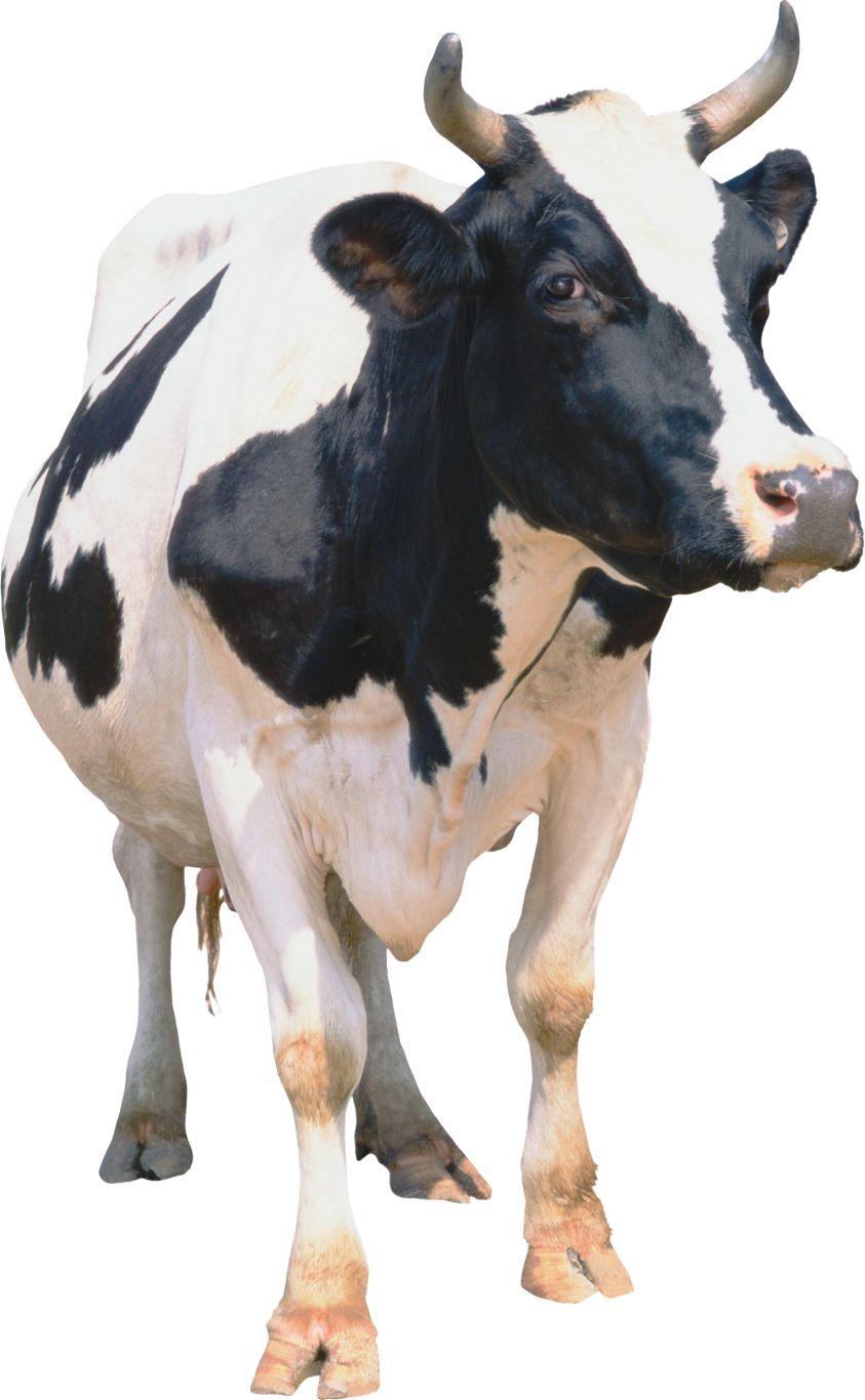 cow PNG    图片编号:50553