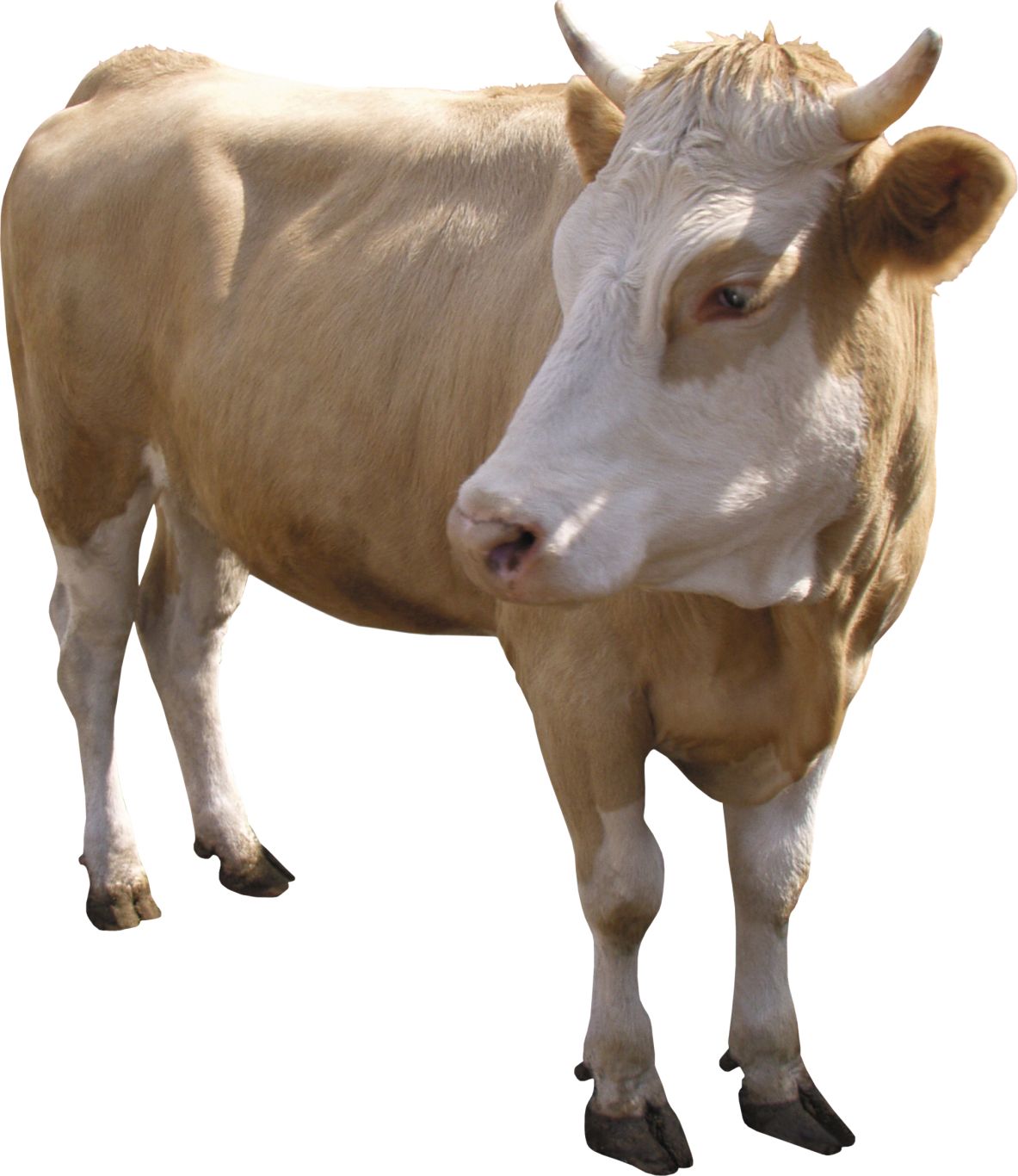 cow PNG    图片编号:50554