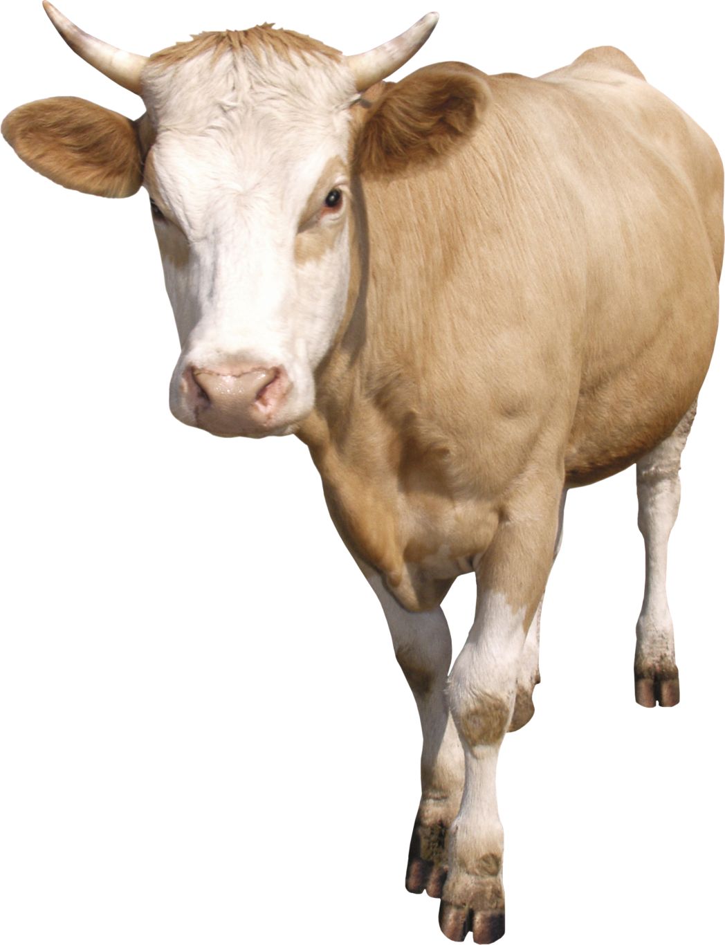 cow PNG    图片编号:50555