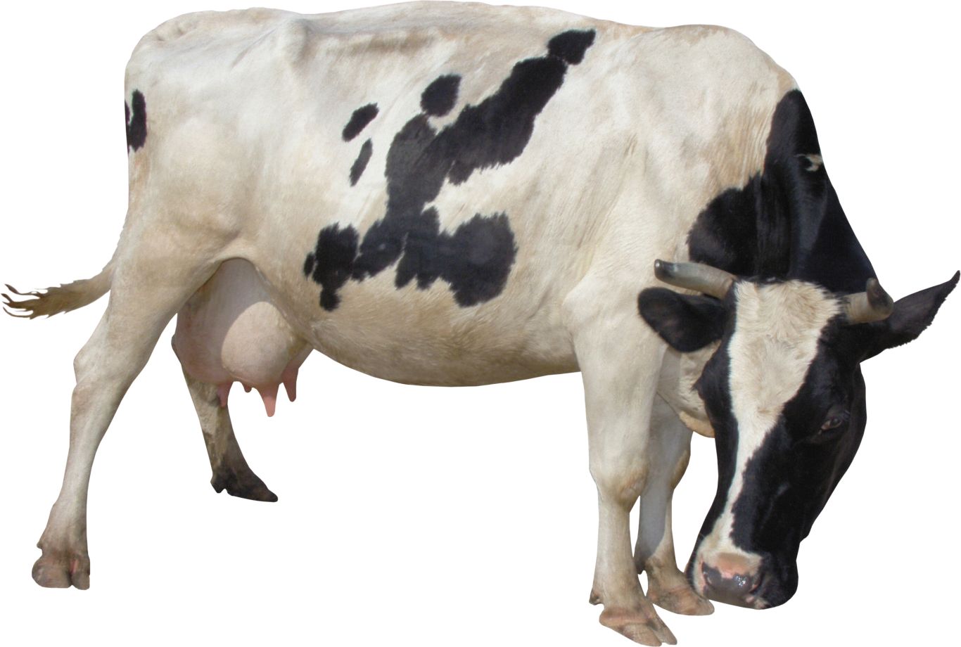 cow PNG    图片编号:50556