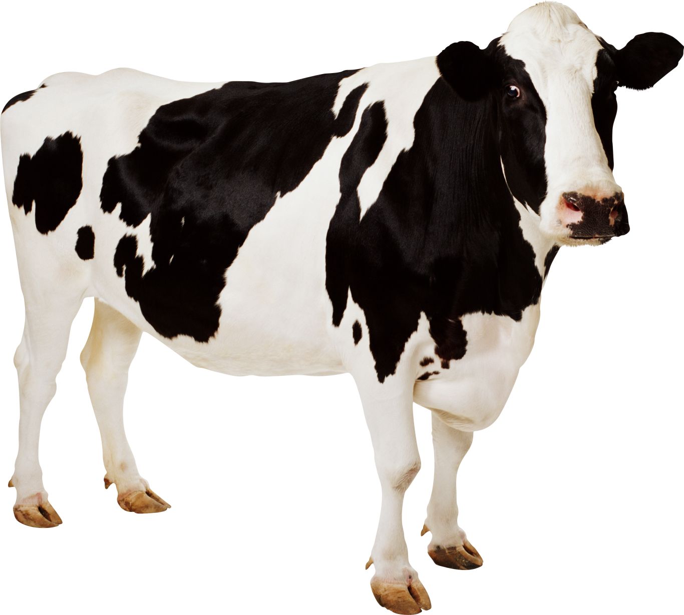 cow PNG    图片编号:50557