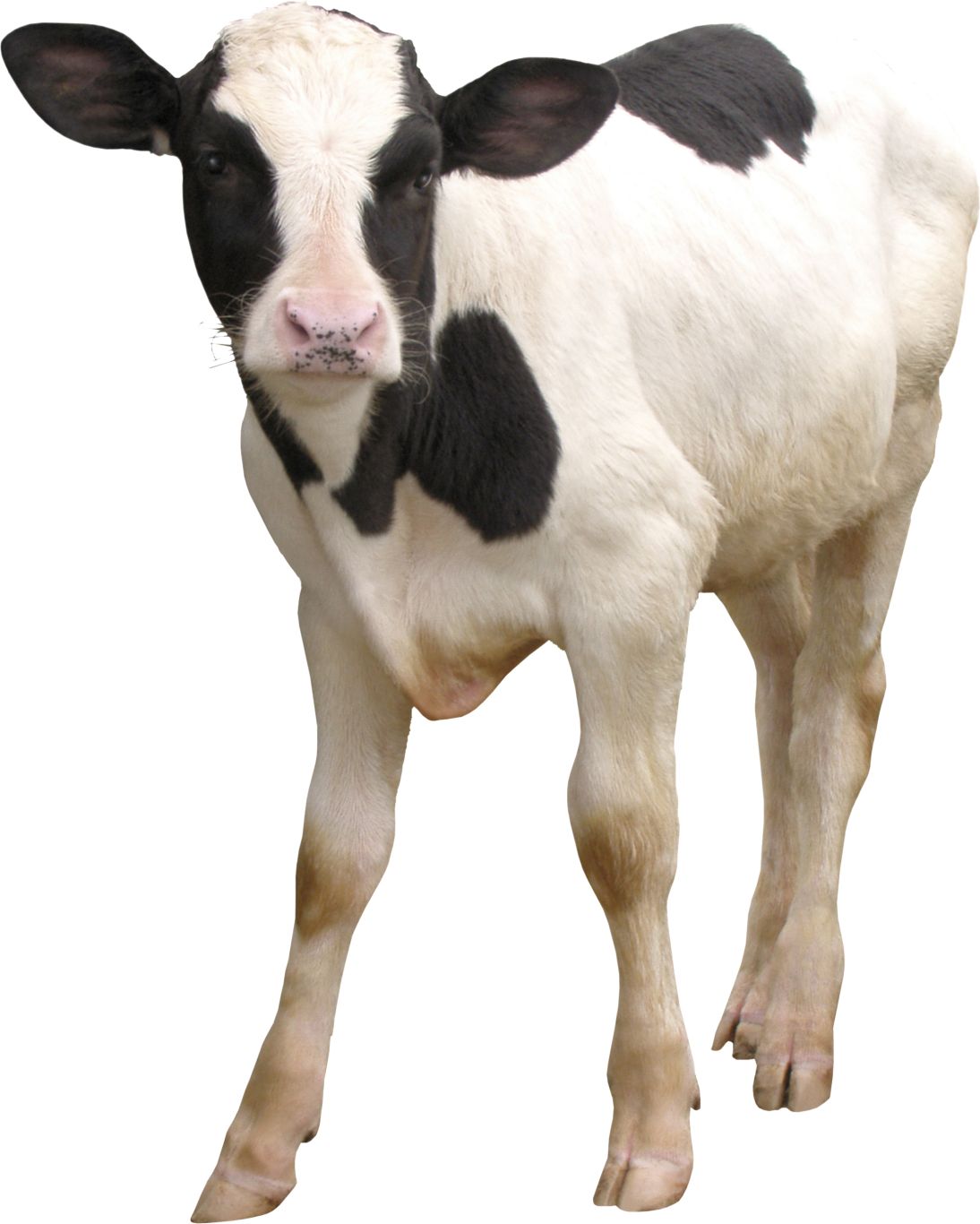 cow PNG    图片编号:50558