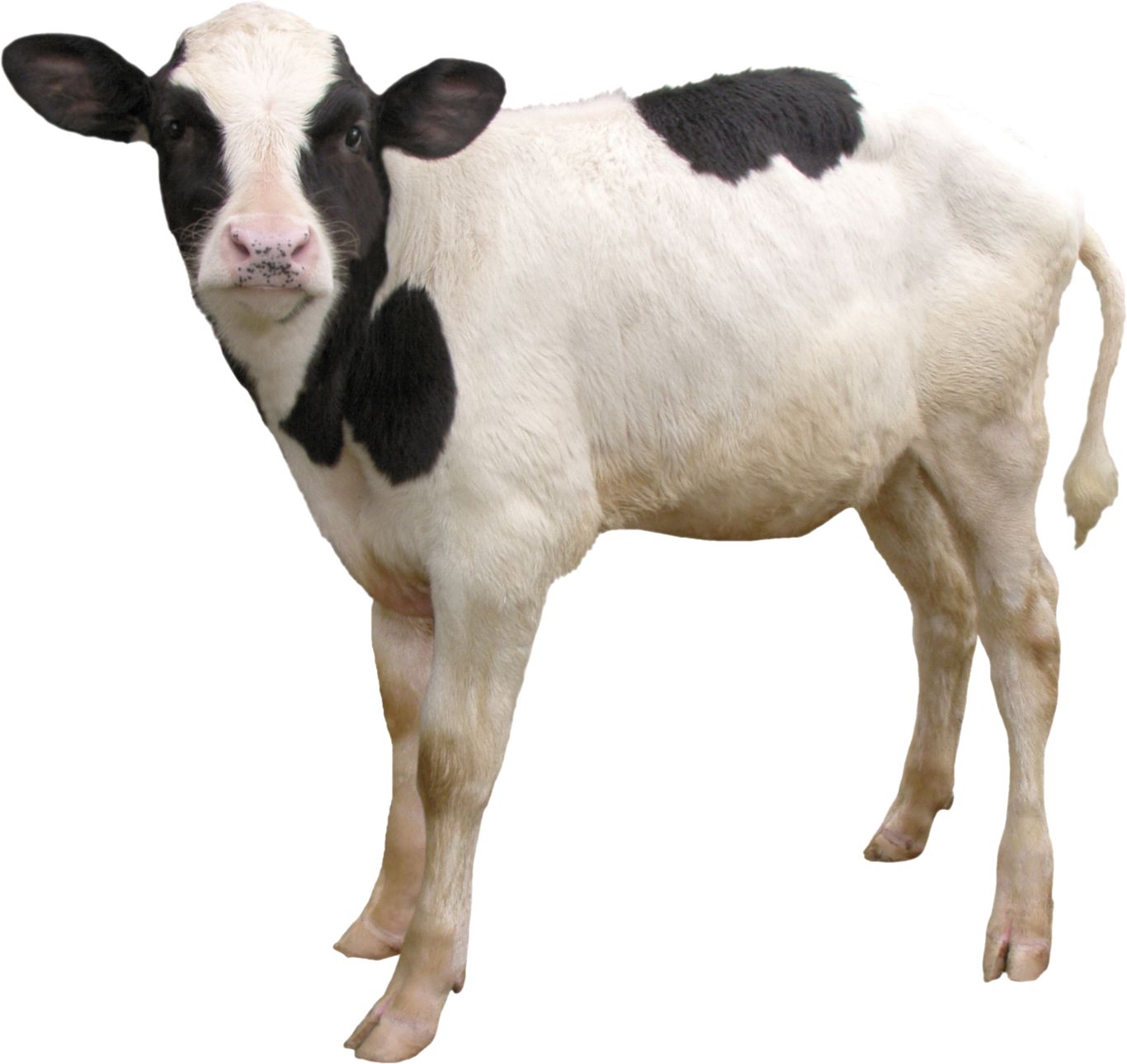 cow PNG    图片编号:50559