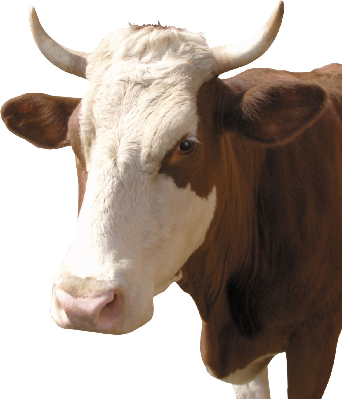 cow PNG    图片编号:50561