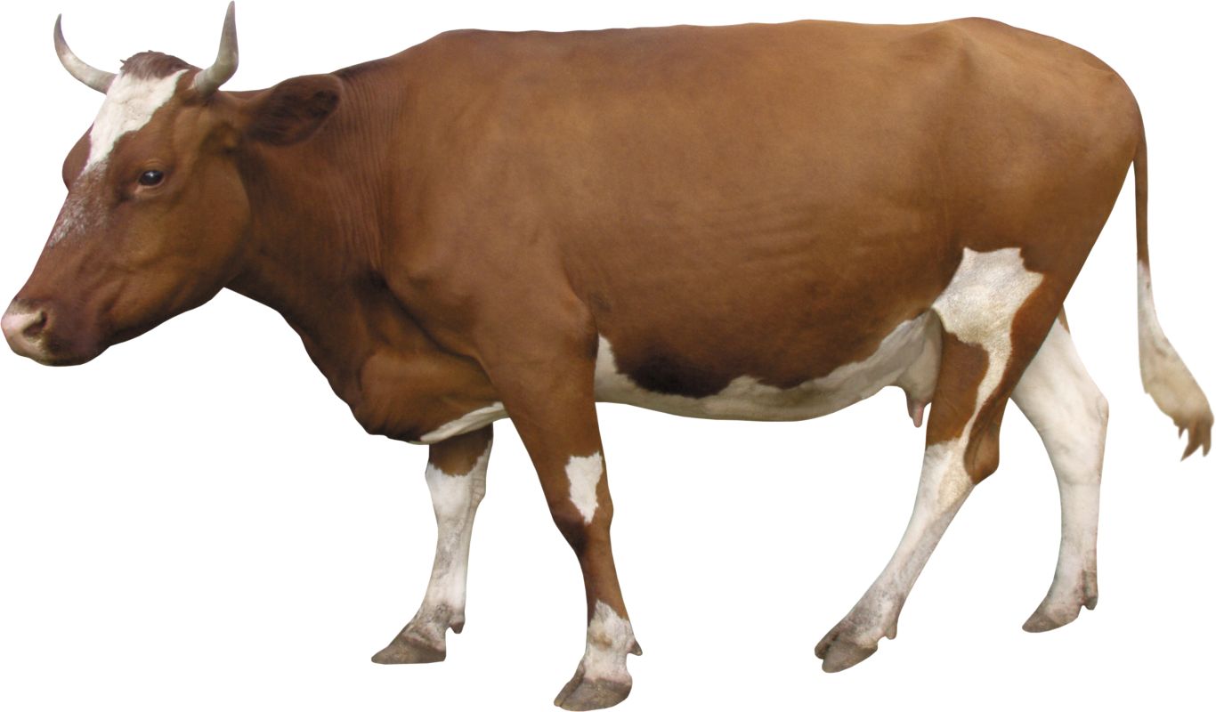 cow PNG    图片编号:50563