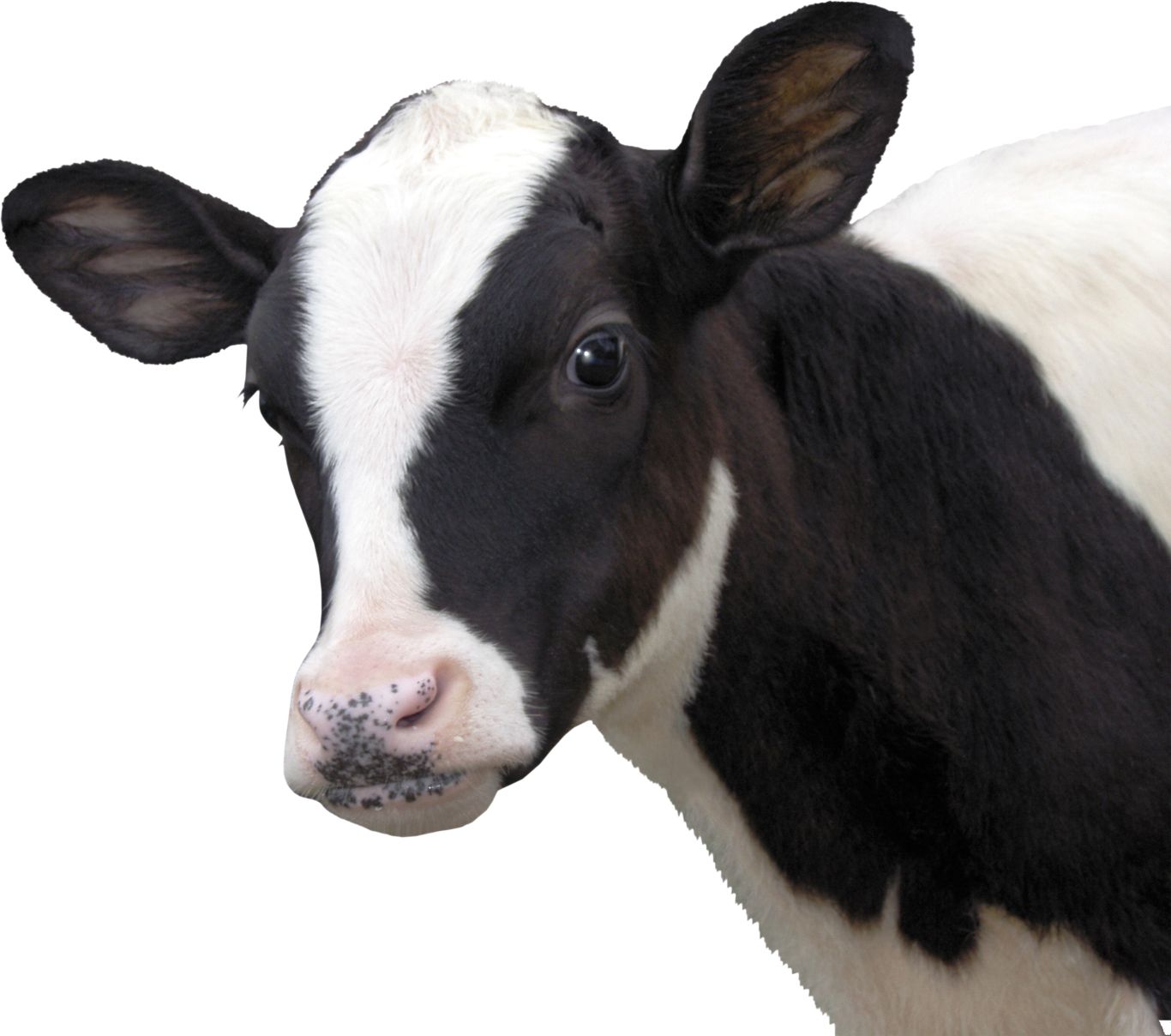 cow PNG    图片编号:50564