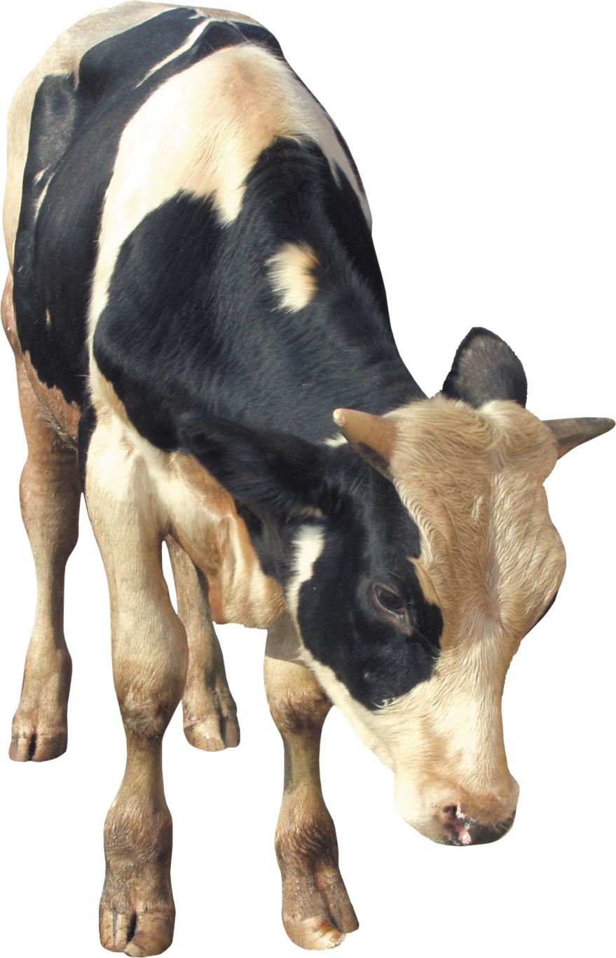 cow PNG    图片编号:50565