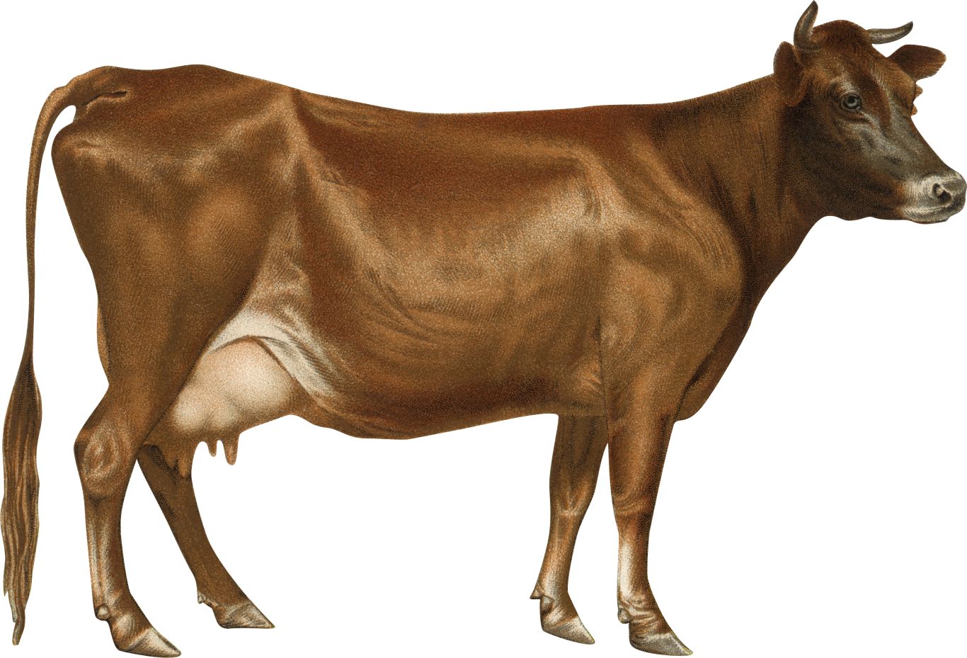 cow PNG    图片编号:50566