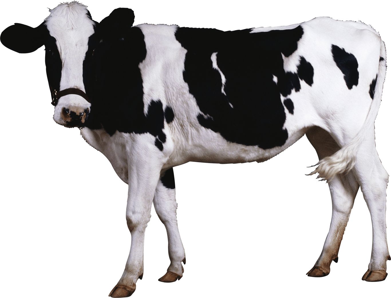 cow PNG    图片编号:50570