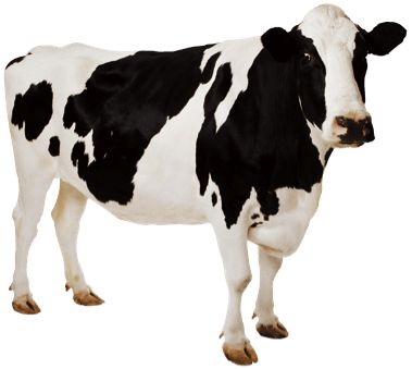 cow PNG    图片编号:50572