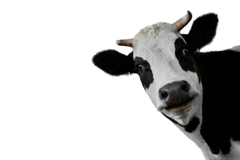 cow PNG    图片编号:50576