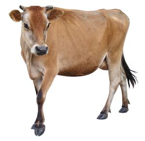 cow PNG    图片编号:50579