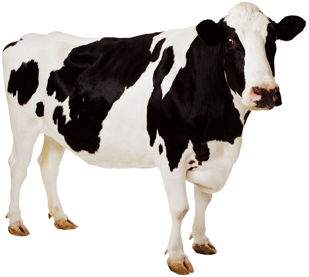cow PNG    图片编号:50583