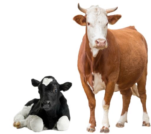 cow PNG    图片编号:50585