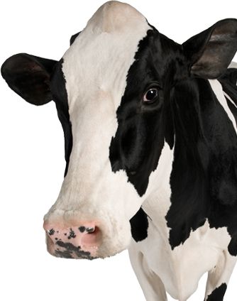 cow PNG    图片编号:50589