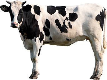 cow PNG    图片编号:50590