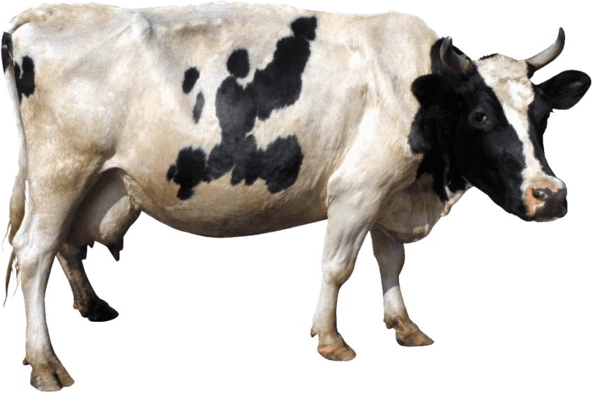 cow PNG    图片编号:50593
