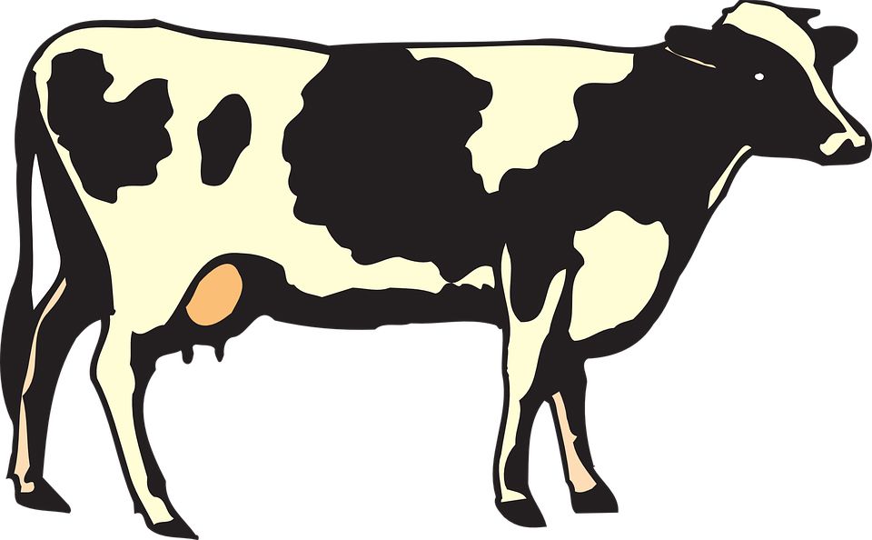 cow PNG    图片编号:50597