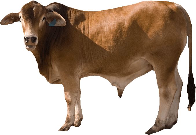 cow PNG    图片编号:50601