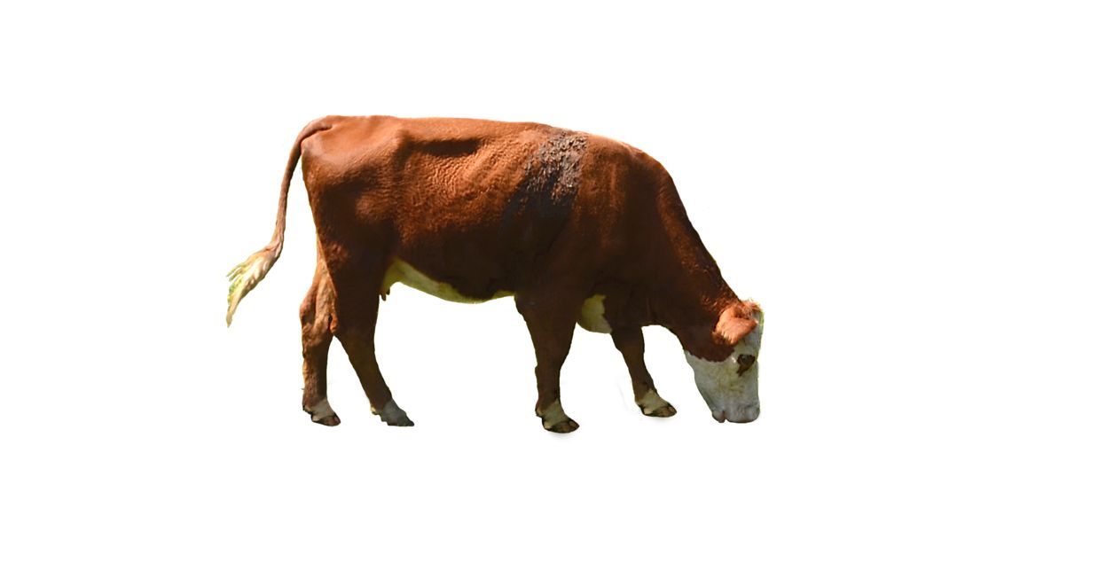 cow PNG    图片编号:50605