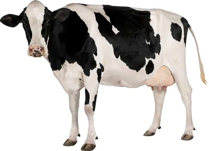 cow PNG    图片编号:50606