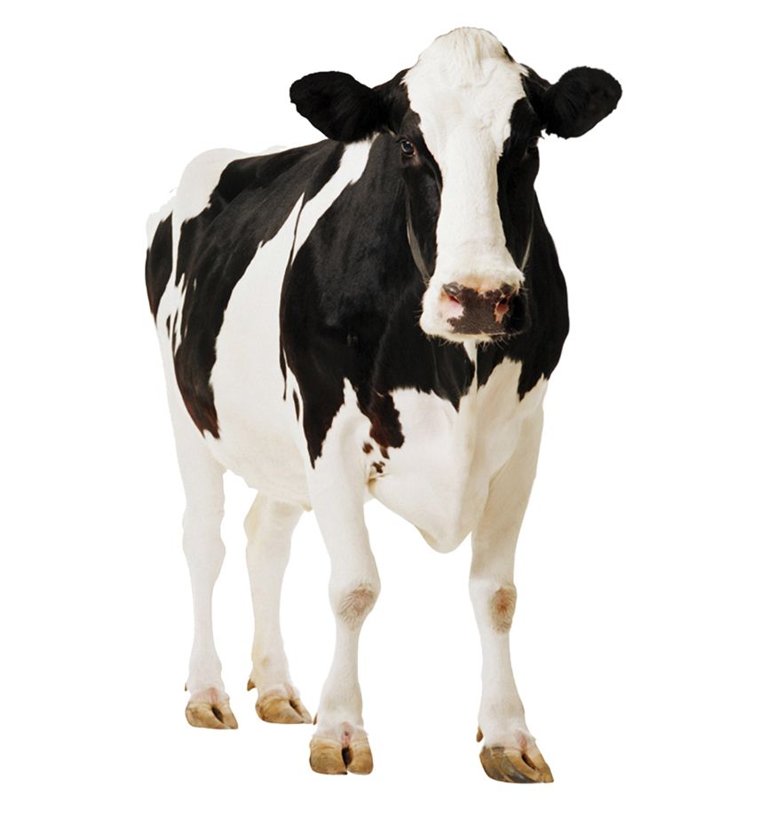cow PNG    图片编号:50610