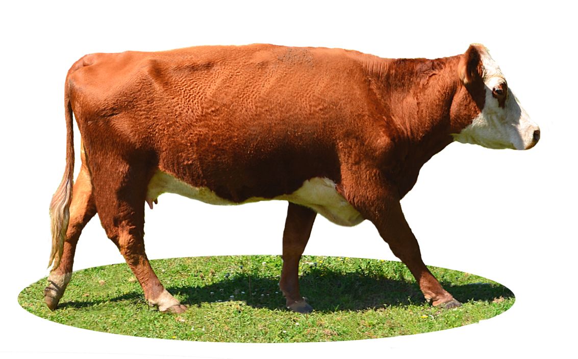 cow PNG    图片编号:50614