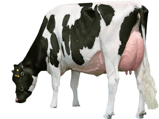cow PNG    图片编号:50616