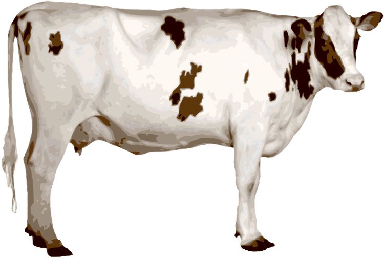 cow PNG    图片编号:50617