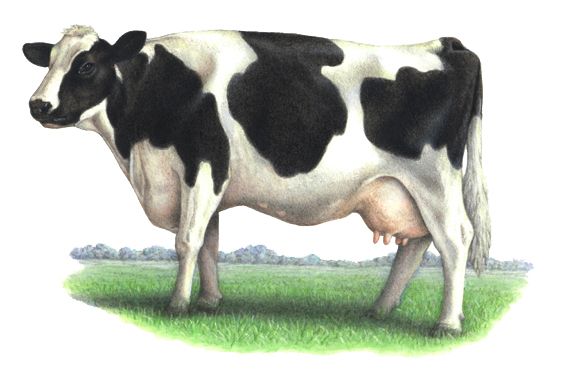 cow PNG    图片编号:50618