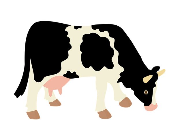 cow PNG    图片编号:50619