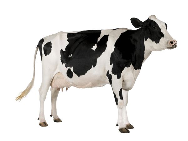 cow PNG    图片编号:50621
